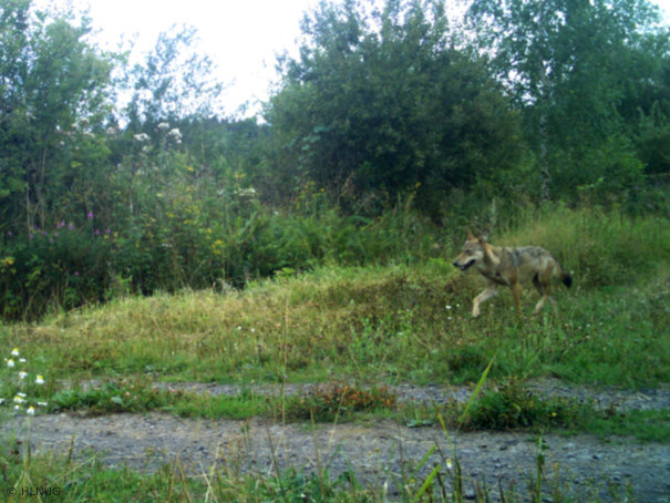 Wolf im Hegwald bei Ulrichstein-Helpershain (Vogelsbergkreis) (Foto: HLNUG)