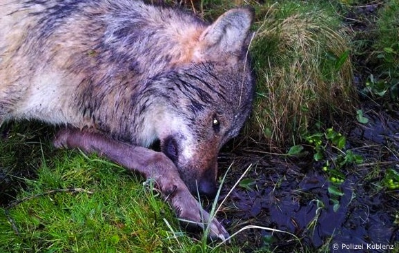 erschossener Wolf im Westerwald (Foto: Polizei Koblenz)