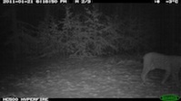 Luchs-Aufnahme im Rahmen des Flächenmonitoring in Nordhessen