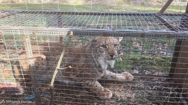 Luchs in Lebendfalle (Foto: Wildpark Hanau) Luchs in Lebendfalle (Foto: Wildpark Hanau)