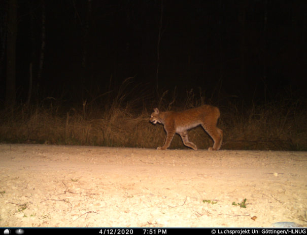 vorjähriger Luchs am 12. April 2020 im Reinhardswald (Foto: Luchsprojekt Uni Göttingen/HLNUG) vorjähriges Jungtier am 12. April 2020 im Reinhardswald (Foto: Luchsprojekt Uni Göttingen/HLNUG)