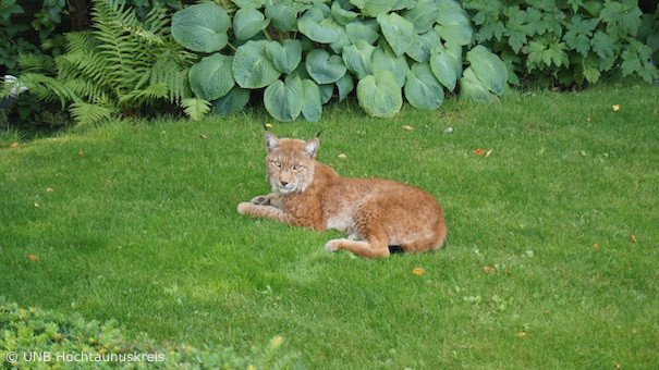 Luchs M12 in einem Hausgarten (Foto: Untere Naturschutzbehörde Hochtaunuskreis) Luchs M12 in einem Hausgarten (Foto: Untere Naturschutzbehörde Hochtaunuskreis)