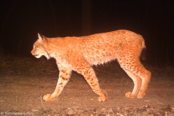 Luchs B1100x bei Gleichen in Niedersachsen (Foto: Nationalpark Harz) Luchs B1100x bei Gleichen in Niedersachsen (Foto: Nationalpark Harz)