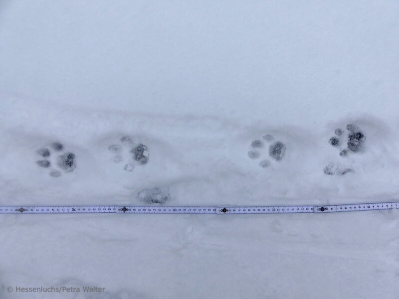 Luchsfährte im Schnee und Metermaß (Foto: Hessenluchs/Petra Walter) Luchsfährte im Schnee und Metermaß (Foto: Hessenluchs/Petra Walter)