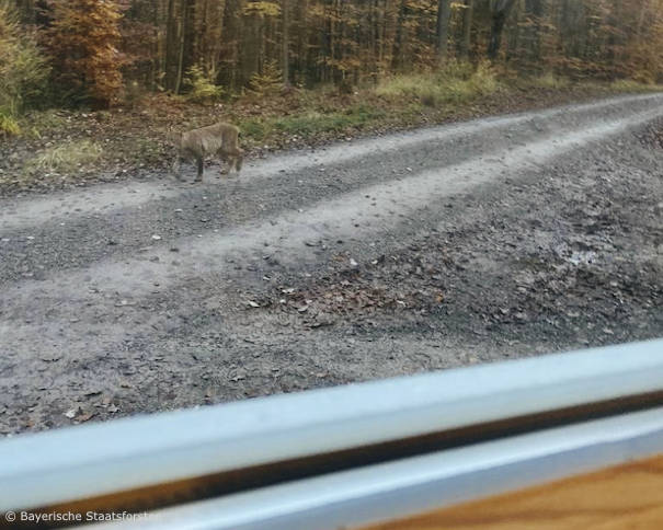 Luchs bei Obersinn (Landkreis Main-Spessart) (Foto: Bayerische Staatsforsten) Luchs bei Obersinn (Landkreis Main-Spessart) (Foto: Bayerische Staatsforsten)
