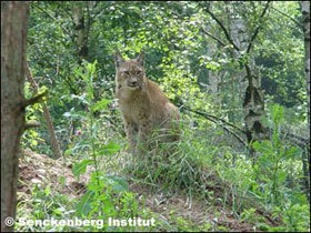 Luchs im Gehege
